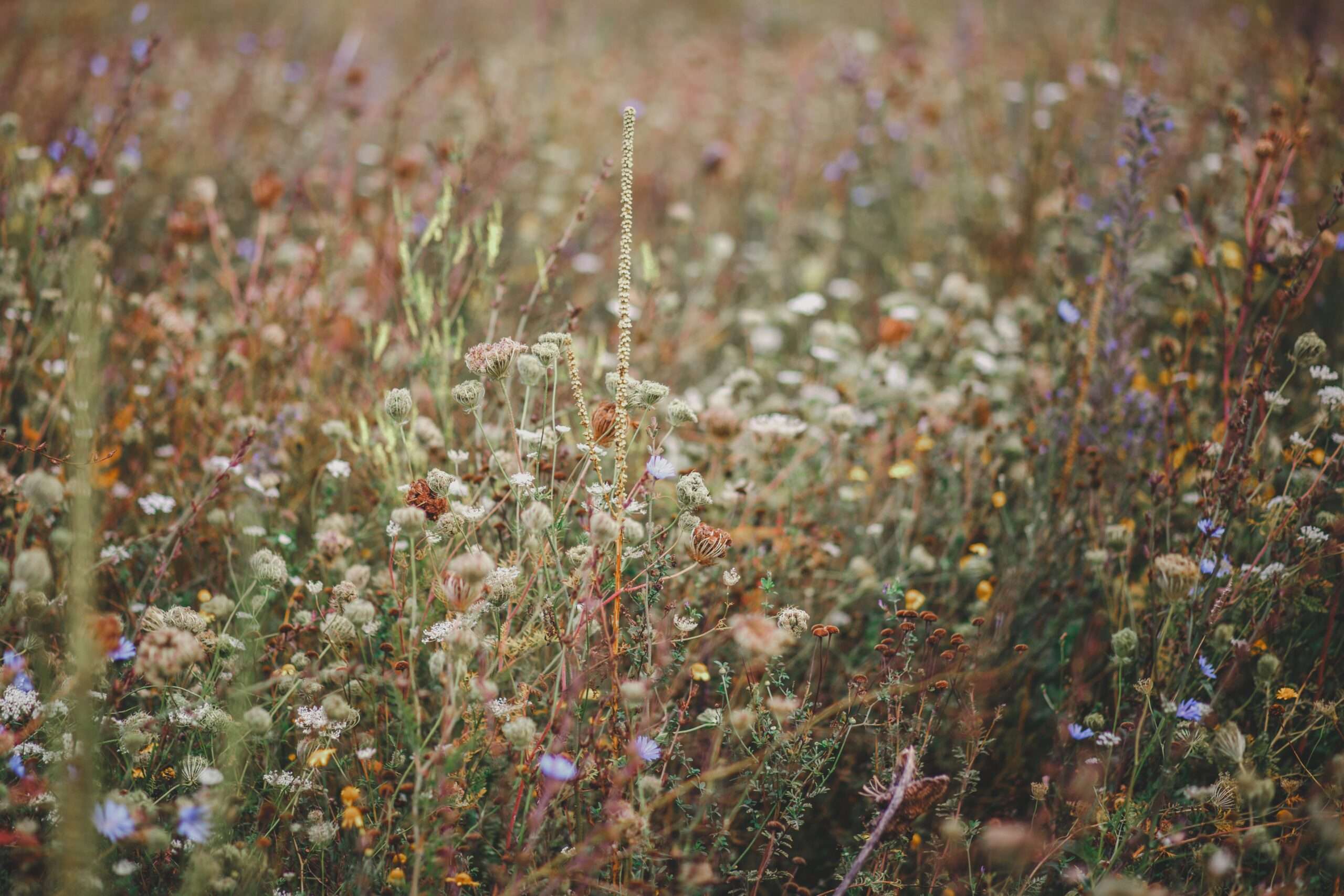 Read more about the article Can You Compost Weeds for the Garden?