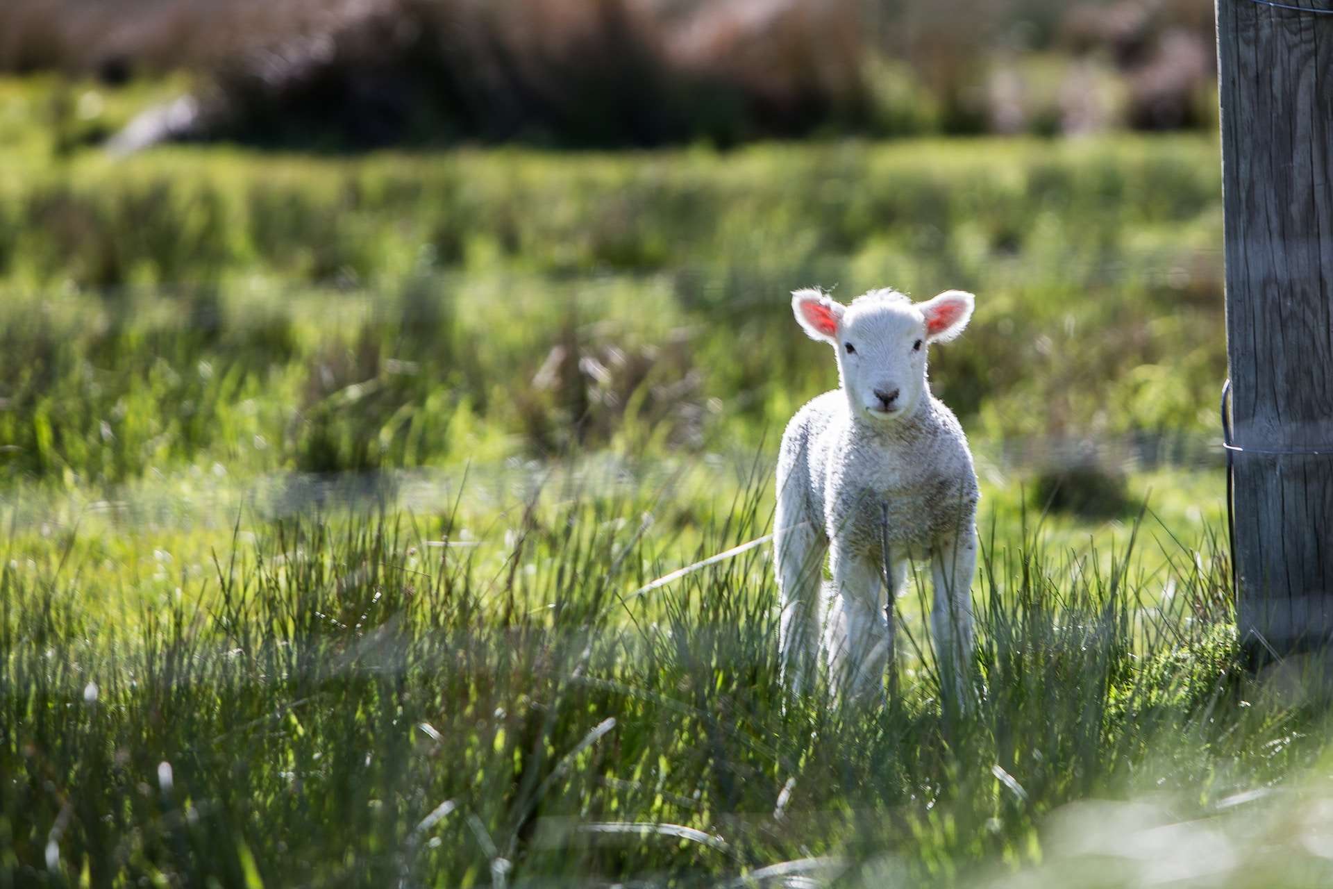 Read more about the article Agroforestry: the future of farming?